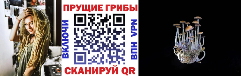Галлюциногенные грибы Cubensis  Купить где  Новоалександровск 
